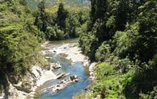 Pelorus Track