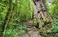 Dennistoun Bush Walk
