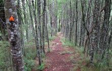 Otaika Valley Walkway