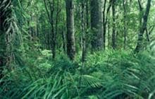 Kauri Stump Walk