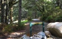 Lake Monowai Peninsula Lookout Track