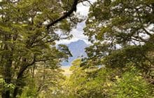 Governors Bush Walk