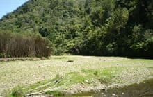 Waikawau Track 