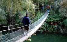 Paengaroa Scenic Reserve Walk