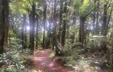 Kōkako Track