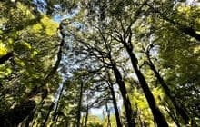 Te Maire Loop Track