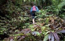 Hapuakohe Walkway