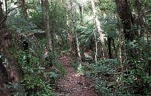 Kaharoa Kōkako Track