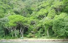 Kauauroa Bay Campsite