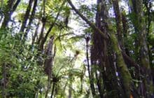 Eliza Mine Loop Track