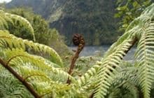 Old Doubtful Sound Track