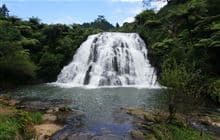Owharoa Falls Track