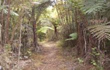 Main Ridge Track