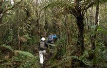Karaka Track