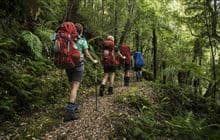 Whirinaki Track