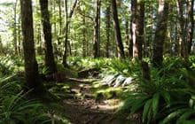 Pearl Harbour to Back Valley Hut Track