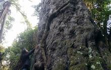 Big Rimu Walk