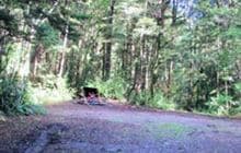Kakapo Campsite