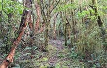 Cockayne Nature Walk