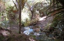 Northern Tangihua Track