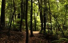 Ngamoko Track