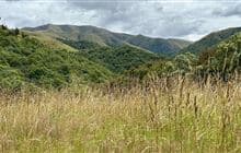 Orari Gorge Track