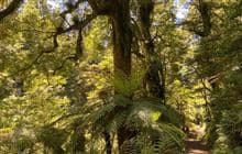 Lake Waikareiti Walk