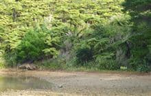 Waiona Bay Campsite