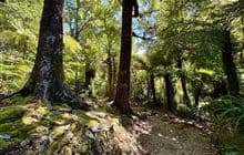 Five Mile Loop Track