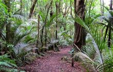 Ratapihipihi Scenic Reserve walk