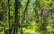 Hāpūpū/J.M. Barker Historic Reserve Walk