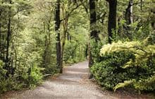 Lake Rotoiti (Kerr Bay) walks