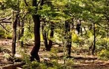 Mount Somers Nature Walk