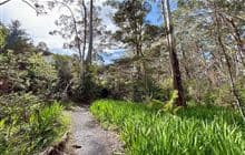 Pā Road Walk
