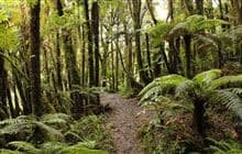 Mangaone Walkway