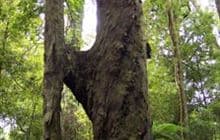 H Tree Track