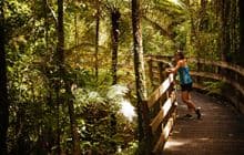 Nikau Walk