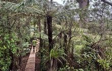 Booms Tramping Track