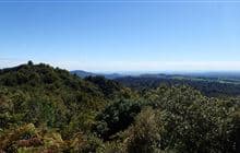 Otanewainuku Lookout Track
