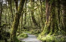 Lake Gunn Nature Walk