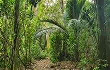 Nīkau Bush Conservation Area Walk