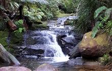 Aongatete Long Loop Walk