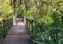 Mangawhero Forest Walk