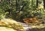 Canyon Creek Track