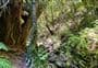 Sefton Ridge Track