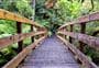Waiomu Kauri Grove Walk