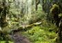 Martin's Hut/Merrivale Tramping Track
