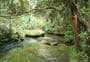 Dome Forest car park to Govan Wilson Rd, Matakana 