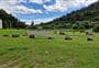 Mangawhero Campsite