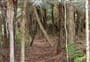 Kauri Dam Walk